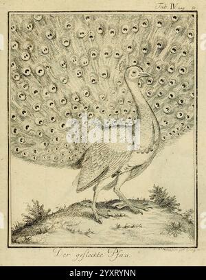 Büffons Naturgeschichte der Vögel Leipzig, bey Hermann Heinrich Holle 1775-1782 Vögel, Ornithologie, Bildwerke, Eine wunderschön detaillierte Abbildung eines Pfauens, mit seinem majestätischen Gefieder. Der Pfau steht stolz im Vordergrund, während seine ausgeklügelten Schwanzfedern hinter ihm aufgefächert sind, die mit zahlreichen augenähnlichen Mustern verziert sind, die sein markantes Aussehen unterstreichen. Die komplizierte Linienführung fängt die Textur der Federn und die Eleganz der Vogelhaltung ein. Unterhalb des Pfaues deutet zartes Laub auf seinen natürlichen Lebensraum hin. Der Titel unten lautet: Der geflückte Pfau, W Stockfoto