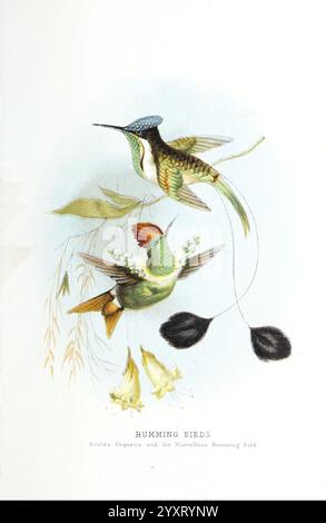 Schön, Vögel, in, fern, Land, London, T, Nelson, 1872., zwei wunderschön illustrierte Kolibris zeigen ihr lebendiges Gefieder und ihre zarten Merkmale in einem ruhigen Hintergrund. Der Vogel auf der linken Seite mit seinen markanten grünen und blauen Federn schwebt anmutig, während der Vogel auf der rechten Seite mit einer leuchtenden orangefarbenen Krone inmitten blühender Pflanzen thront. Weiche Blätter und Blüten betonen ihren natürlichen Lebensraum und betonen die Eleganz und Beweglichkeit dieser bezaubernden Kreaturen. Der Titel unten bezeichnet die Motive elegant als „Humming Birds“, die ihren Charme und die Kunst betonen Stockfoto