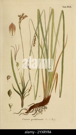 Supplemente zu Schkuhr's Riedgräsern (Carices), Leipzig, E. Fleischer, 1840-50, Carex, Cyperaceae, eine Illustration mit der Pflanze Carex pediformis, allgemein bekannt als Fußsege. Die Darstellung umfasst verschiedene Elemente der Pflanze: Die langen, schlanken Blätter, die sich nach oben erstrecken, eine detaillierte Ansicht der Wurzelstruktur an der Basis und markante Blütenspitzen, die die Fortpflanzungsteile zeigen. Die Abbildung ist mit Buchstaben gekennzeichnet, die verschiedene Komponenten zur Identifizierung kennzeichnen, was einen klaren Hinweis auf die Eigenschaften der Pflanze, einschließlich ihrer Blätter, Blüten und Wurzelsysteme, gibt Stockfoto