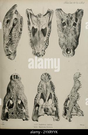 Transaktionen der Zoological Society of London, London, veröffentlicht für die Zoological Society of London von Academic Press, Crocodile, Zoology, zeigt die Illustration eine Reihe detaillierter anatomischer Skizzen verschiedener Schädel, die ihre charakteristischen Merkmale und Strukturen zeigen. Jeder Schädel ist systematisch angeordnet, um einen Vergleich zwischen den Arten zu ermöglichen. Die Etiketten neben den Proben weisen auf ihre Klassifikationen hin, was die Unterschiede in der Morphologie, wie Zahnstrukturen, Schädelmerkmale und Gesamtform, hervorhebt. Diese Bildungsdarstellung ist für Studien bestimmt Stockfoto