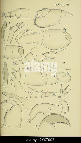 Der Britische Parasit Copepoda, London, 1913, Großbritannien, Parasiten, Fishes, Crustacea, Copepoda, diese Abbildung zeigt eine Reihe detaillierter anatomischer Zeichnungen verschiedener Krustentieranhänge. Sie hebt verschiedene Strukturen hervor, einschließlich Klauen und Gliedmaßen, die jeweils als Referenz nummeriert sind. Die Bilder geben Einblicke in die Morphologie dieser Meeresorganismen und zeigen Merkmale wie Segmentierung, Artikulation und spezielle Anpassungen. Das Arrangement betont die Formenvielfalt der Krebstiere und hilft bei der Erforschung ihrer Biologie und evolutionären Beziehungen. Jeder dra Stockfoto