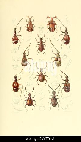 Thesaurus Entomologicus Oxoniensis Oxford auf der Clarendon Press 1874 Insektenidentifikation Arthropoda Entomologie Klassifizierung Arthropoden, Eine Sammlung verschiedener Käfertypen, die in einem systematischen Layout gezeigt werden und ihre komplexen Formen und ihre ausgeprägte Färbung zeigen. Jedes Exemplar weist einzigartige Muster und Texturen auf, die die Vielfalt dieser Insektengruppe deutlich machen. Im Hintergrund deuten schwache Umrisse zusätzlicher Insekten auf weitere Untersuchungen und Untersuchungen hin, während die Anordnung die feinen Details ihrer Exoskelette und Antennen betont. Die Komposition spiegelt einen Scienti wider Stockfoto