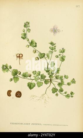 Billeder af Nordens Flora, København, G.E.C. Gad, 1901-1903 [d. h. 1907], Bildwerke, Pflanzen, Skandinavien, die Illustration zeigt eine botanische Studie der Pflanze Veronica hederifolia, allgemein bekannt als speedwell. Zarte grüne Blätter, die sich durch ihre abgerundete Form und gezackte Kanten auszeichnen, sind neben kleinen, sternförmigen Blüten dargestellt. Die Zusammensetzung enthält detaillierte Darstellungen der Samen- und Wurzelstruktur der Pflanze. Zusätzliche dekorative Elemente, wie z. B. ein dekoratives Design an der Oberseite, verstärken die gesamte Ästhetik und zeigen die komplizierte Schönheit dieses Exemplars. Jeweils Stockfoto