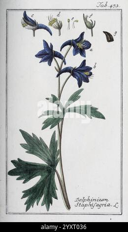 Icones Plantarum Medicinalium, Nürnberg, auf Kosten der Raspischen Buchhandlung, 1779-1790, botanische, medizinische, bildliche Werke, diese Abbildung zeigt eine detaillierte botanische Studie des Delphinium staphisagria, allgemein bekannt als Stavesacre. Die Pflanze ist mit einem hohen, schlanken Stiel dargestellt, der Gruppen von leuchtend blauen Blüten trägt, die jeweils unterschiedliche Blütenblattformen und -Arrangements zeigen. Die Hauptabbildung wird mit kleineren Abschnitten versehen, die verschiedene Blumendetails hervorheben, darunter die Form der einzelnen Blütenblätter und die Anordnung der Stempel. Die Leaves an der Basis werden angezeigt Stockfoto