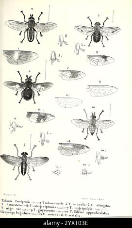 Diptères, Exotiques, nouveaux, ou, peu, Connus, Paris, Roret, 1838-1843, Diptera, Insekt zeigt die Illustration eine Reihe detaillierter Zeichnungen verschiedener Fliegenarten, die ihre anatomischen Strukturen und ihre Besonderheiten zeigen. Jedes Exemplar ist mit einer Nummer versehen, die seinem wissenschaftlichen Namen entspricht, zusammen mit präzisen Darstellungen ihrer Flügel, Beine und Körperform. Die Zeichnungen betonen die komplizierten Details ihrer Exoskelette und die Vielfalt der Arten und bieten eine visuelle Orientierung für entomologische Studien. Das Arrangement hebt die einzigartigen Eigenschaften hervor Stockfoto