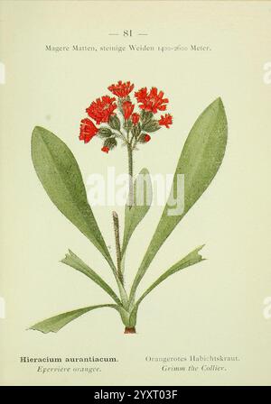 Alpen-Flora, Heidelberg, C. Winter, 1906, alps, Bergpflanzen, Bildwerke, diese Illustration zeigt das Hieracium aurantiacum, allgemein bekannt als der orange Falkweed. Mit leuchtenden orangefarbenen Blüten an der Spitze der schlanken Stiele ist die Pflanze mit breiten, grünen Blättern dargestellt, die aus ihrer Basis herausragen. Die Details betonen die einzigartige Form der Blätter und die gruppierte Anordnung der Blüten, die vor einem vereinfachenden Hintergrund hervortreten. Der wissenschaftliche Name wird neben seinen gebräuchlichen Bezeichnungen sowohl auf Französisch als auch auf Deutsch präsentiert, was seine botanische Bedeutung und regionale Bedeutung unterstreicht Stockfoto