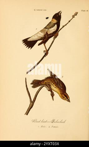 Report on the Birds of Pennsylvania Harrisburg E. K. Meyers State Printer 1888 Birds Pennsylvania Reedbird Dolichonyx oryzivorus Bobolink, die Illustration zeigt zwei verschiedene Vögel, die auf Ästen thront, gekennzeichnet als „Red Bird“ und „Poddleback“. Der Spitzvogel, der als männlich identifiziert wird, zeigt eine auffällige Kombination aus schwarzem und weißem Gefieder mit auffälligen Flügelmarkierungen. Seine aufrechte Haltung unterstreicht die lebendigen Merkmale. Der untere Vogel, der das Weibchen repräsentiert, ist im Profil dargestellt, mit dezenteren Farben mit komplizierten Mustern auf seinen Federn. Beide Vögel sind im dargestellt Stockfoto