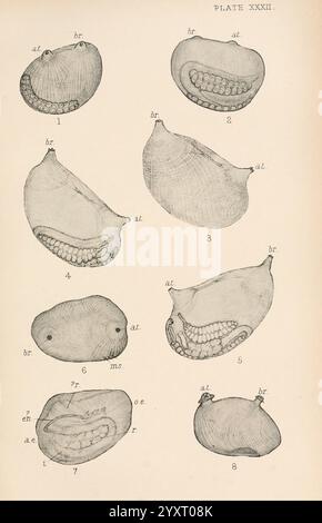 The British Tunicata, London, 1905-12, Sea Squirts, Tunicata, diese Kollektion zeigt verschiedene anatomische Strukturen, die jeweils als Referenz gekennzeichnet sind. Die Illustrationen zeigen eine Reihe von Organismus-Formen, wobei ihre einzigartigen Merkmale und morphologischen Merkmale im Mittelpunkt stehen. Die nummerierten Segmente heben verschiedene Varianten hervor und zeigen Details wie Krümmung, Textur und interne Konfigurationen an. Jedes Exemplar ist akribisch gezeichnet, um die Unterscheidungen in Länge, Breite und Muster zu unterstreichen und einen informativen Einblick in die Vielfalt dieser biologischen Einheiten zu geben. Die Labels geben an, ob es sich um eine Stockfoto