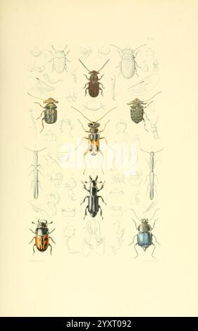 Thesaurus entomologicus Oxoniensis, Oxford, bei der Clarendon Presse, 1874. Insekten, Identifizierung, Arthropoden, Entomologie, Klassifizierung, Arthropod., Eine detaillierte wissenschaftliche Illustration zeigt verschiedene Käferarten, jede sorgfältig gekennzeichnet. Die Anordnung zeigt zahlreiche Käfer in einem organisierten Rasterformat, die ihre einzigartigen Formen, Farben und Eigenschaften hervorheben. In der Mitte befinden sich mehrere größere Käfer, die mit komplizierten Details wie Mustern auf ihren Exoskeletten und verschiedenen Farben von leuchtenden Gelbtönen bis hin zu tiefen Blautönen versehen sind. Um diese Cent herum Stockfoto
