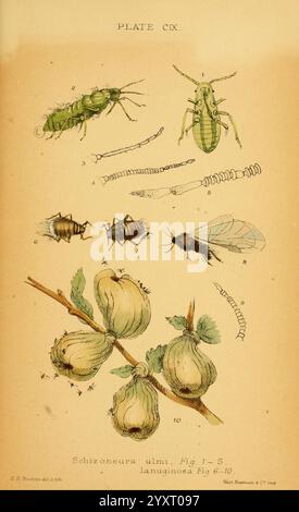 Monografie der britischen Blattläuse London, 1876-83, Blattläuse, Großbritannien, Hemiptera, Insekten, diese Illustration zeigt eine Vielzahl von entomologischen Exemplaren, darunter mehrere Lebensstadien des Schizoneura ulmi, bekannt als Ulmenblattlaus. Das Diagramm ist organisiert und zeigt verschiedene Formen: Eine adulte Blattlaus, Nymphen und andere Entwicklungsstadien in nummerierter Reihenfolge. Unterhalb der Insekten werden zwei detaillierte Darstellungen von Ulmensamen präsentiert, die mit Blättern ihren natürlichen Lebensraum demonstrieren. Jedes Element ist sorgfältig beschriftet, was eine klare Anleitung für den Betrachter darstellt Stockfoto