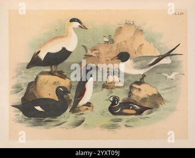 The Birds of North America New York, 1903, Birds, North America, malerische Werke, Somateria mollissima, Eider, Leucophaeus atricilla, Lachmöwe, ALCA torda, Rasierschnabel, Melanitta fusca, SamtScoter, Histrionicus histrionicus, Harlequin-Ente, eine Sammlung verschiedener Wasservögel ist abgebildet, die ihre besonderen Merkmale und Farben zeigen. Deutlich sichtbar ist eine Gruppe von Vögeln, die auf felsigen Formationen in der Nähe des Wasserrandes thront. Unter ihnen steht ein markanter Vogel mit weißem und schwarzem Gefieder neben einem kleineren, schlanken Vogel mit einem kontrastierenden dunklen Körper. Weitere Arten sind A Stockfoto