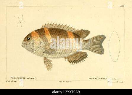 Histoire naturelle des Poissons, Paris, Chez F. G. Levrault, 1828-1849, Ichthyology, Fishes, Dischistodus fasciatus, eine detaillierte Abbildung eines Fischs mit seinen komplizierten Merkmalen und Mustern. Der Fisch hat einen stromlinienförmigen Körper mit deutlichen horizontalen Streifen und eine strukturierte Oberfläche, die Schuppen ähnelt. Die Lamellen sind gut sichtbar und betonen die empfindliche Struktur und das Design. Die allgemeine Ästhetik wird durch die sorgfältige Aufmerksamkeit auf Schattierungen und Details sowie die wissenschaftlichen Anmerkungen, die die Illustration begleiten und deren Klassifizierung und Spezies angeben, verstärkt. Die Zusammensetzung Stockfoto