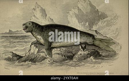 Die Naturforschungsbibliothek Edinburgh W. H. Lizars 1833- Vögel Entomologie Fische Ichthyologie Säugetiere Ornithologie James Hope Stewart phoca proboscidea mirounga leonina Südliche Elefantenrobbe, Eine große Robbe, die sich durch ihren robusten Körper und ihre markanten Whisker auszeichnet, ruht an einem felsigen Ufer. Sein Fell, das mit verschiedenen Farben und Flecken verziert ist, glitzert, während Wellen sanft gegen die Steine darunter prallen. Im Hintergrund erheben sich zerklüftete Eisformationen dramatisch, was auf eine kalte Meeresumwelt hindeutet. Der Ausdruck des Seals ist aufmerksam und neugierig, da er seinen Kopf leicht zum Betrachter hin dreht. In Der Nähe, Stockfoto