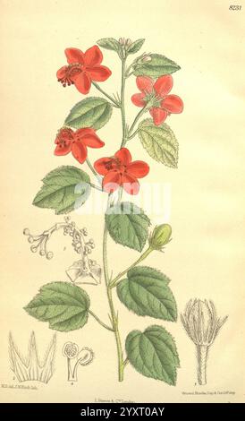 Curtis' botanisches Magazin, London, New York, botanische Illustration, Botanik, Zeitschriften, Bildwerke, Pflanzen-Zierwerke, Curtis, Eine botanische Illustration mit einem hohen Stiel mit leuchtend roten Blumen. Die Blüten weisen jeweils fünf Blütenblätter auf, die oben gruppiert sind und die üppig grünen Blätter ergänzen, die vom Stiel verzweigen. Die Hauptdarstellungen der Blumen werden durch detaillierte Skizzen verschiedener Pflanzenbestandteile ergänzt: Eine Nahaufnahme der Blütenstruktur, der Samenkapseln und der Anordnung des Laubs. Jedes Element ist akribisch beschriftet und zeigt die Präzision und Kunstfertigkeit o Stockfoto