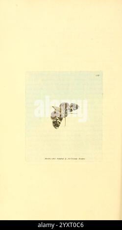 The British Miscellany, London, gedruckt von R. Taylor & Co, und verkauft vom Autor J. Sowerby von White, Johnson, Symonds und allen anderen Buchhändlern, 1806, Großbritannien, Bildwerke, Zoologie, James Sowerby, Phalaenopsis scripta, Hadena Confusa, James Sowerby, Großbritannien, eine zierliche Illustration zeigt einen Schmetterling mit aufwändig detaillierten Flügeln, die mit verschiedenen Mustern verziert sind, die Grau-, Schwarz- und dezente Farbtöne vermischen. Der Körper des Schmetterlings ist schlank und elegant und kontrastiert mit den organischen Formen seiner strukturierten Flügel. Der Hintergrund ist einfach und weich, äh Stockfoto