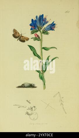 Britisch, Entomologie, London, gedruckt für den Autor 1823-1840 [d. h. 1840], Botanik, Großbritannien, Insekten, Bildwerke, die Illustration zeigt eine leuchtend blaue Blume mit zarten Blütenblättern, begleitet von einem Schmetterling und einer raupe. Über der Blume flattert ein Schmetterling mit verzierten Flügeln anmutig. Im Mittelpunkt steht der hohe, grüne Stiel der Blume, der mit rosa Knospen und grünen Blättern verziert ist. Unter dem Schaft liegt eine raupe auf dem Boden und zeigt ihre besondere Form. Zusätzliche Skizzen heben verschiedene anatomische Details und ein separates Segment hervor, das einer dünnen Linie ähnelt, möglicherweise r Stockfoto