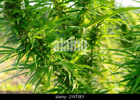 Gesunde Cannabispflanzen gedeihen auf einem Feld im Freien unter hellem Sonnenlicht. Die üppig grünen Blätter und die dichten Knospen deuten auf ein reifes Wachstum hin. Diese vib Stockfoto