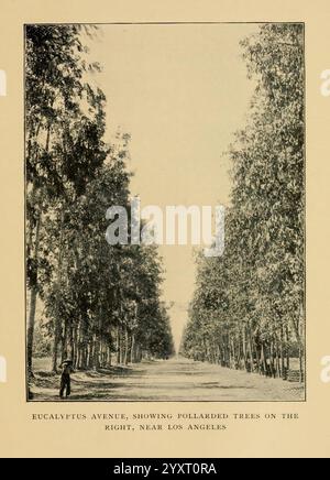 Vogelbeobachtung auf Einer Bronco 1896, Birds, california, Bäume, Eine malerische Aussicht entlang der Eucalyptus Avenue, mit einem langen, von Bäumen gesäumten Weg, der von hohen, schlanken Eukalyptusbäumen flankiert wird. Auf der rechten Seite der Allee, bekannt für ihr bestäubtes Aussehen, bilden die Bäume einen eindrucksvollen visuellen Kontrast zur Landschaft. Am Rande des Weges steht eine einsame Figur, die der weitläufigen Szene ein Gefühl von Skala verleiht, die eine ruhige und ruhige Atmosphäre hervorruft. Diese Umgebung liegt in der Nähe von Los Angeles und bietet eine einzigartige Mischung aus natürlicher Schönheit und kultiviertem Grün. Stockfoto
