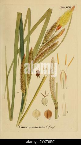 Supplemente zu Schkuhr's Riedgräsern (Carices), Leipzig, E. Fleischer, 1840-50, Carex, Cyperaceae, die Illustration zeigt die Pflanze Carex provincialis und zeigt ihre Besonderheiten. Deutlich sichtbar sind längliche grüne Blätter sowie detaillierte Darstellungen der Fortpflanzungsstrukturen der Pflanze. Verschiedene beschriftete Elemente heben wichtige Teile hervor: Z. B. einen Blütenstachel, Pollensäcke und Früchte. Die komplizierten Details unterstreichen die botanischen Merkmale und verbessern das Verständnis der Morphologie und Klassifizierung dieser Art. Stockfoto