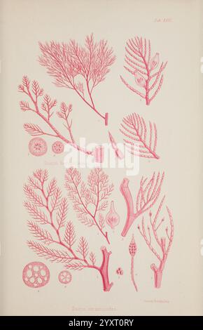 Nereis australis, Algen des südlichen Ozeans, London, Reeve Brothers, 1847-1849, Algen, Indischer Ozean, Antarktis, Pazifik, Algen, Museum Victoria, Meeresalgen, Dasyaceramioides, William Henry Harvey, Künstler , Dasya hormoclados, die Abbildung zeigt verschiedene Meeresalgen, die komplizierte Details ihrer Strukturen zeigen. An der Spitze sind verschiedene Arten von Algen zu sehen, mit unterschiedlichen Ästen und Wedern, die anmutig angeordnet sind. Unten sind kreisförmige Formen enthalten, die an Algenzellen oder Fortpflanzungsstrukturen erinnern, was die Vielfalt der Form unterstreicht. Jede Spezifikation Stockfoto