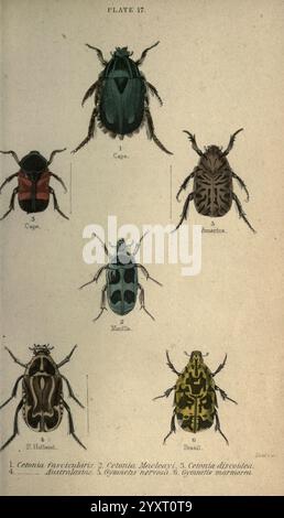 Käfer, 1846?, Käfer, Arthropoda, Ray John, eine wissenschaftliche Illustration, die verschiedene Arten von Käfern zeigt, die anhand ihrer einzigartigen Farbmuster und Strukturen identifiziert werden. Die Zusammensetzung ist in einem Rasterformat organisiert. Jeder Käfer ist nummeriert und mit seinem wissenschaftlichen Namen versehen, was eine eindeutige Referenz darstellt. Die obere Reihe zeigt zwei Käfer mit unterschiedlichen Farbmustern, während der mittlere und untere Bereich verschiedene Arten mit komplizierten Mustern und Variationen in Größe und Form zeigen. Diese detaillierte Darstellung dient einem pädagogischen Zweck und unterstreicht die Vielfalt innerhalb der Käferfamilie Stockfoto