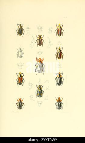 Thesaurus, Entomologicus, Oxoniensis, Oxford, bei der Clarendon Press, 1874, Insekten, Identifizierung, Arthropod, Entomologie, Klassifizierung, diese Illustration zeigt eine Reihe komplizierter Darstellungen verschiedener Käfer, die ihre verschiedenen Formen, Farben und Muster zeigen. Die Anordnung umfasst mehrere Ansichten jedes Käfers, die sowohl die dorsale als auch die laterale Perspektive darstellen. Einige Exemplare zeigen lebendige Farbtöne und auffällige Designs, die die Schönheit und Komplexität dieser Insektenfamilie unterstreichen. Verschiedene anatomische Details werden ebenfalls skizziert, um einen Einblick in die Struktur und das Merkmal zu erhalten Stockfoto