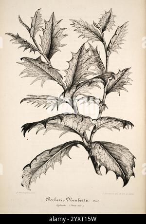 L'Illustration horticole, Gand, Belgien, Imprimerie et lithographie de F. et E. Gyselnyck, 1854-1896. Blumenzucht, Gartenbau, Gewächshäuser, Gartenbau, Zeitschriften, die Abbildung zeigt eine detaillierte Darstellung von Berberis nepalensis, die seine markanten, komplizierten Blätter mit scharfen, gezackten Kanten zeigt. Die Anordnung der Äste zeigt eine elegante und dennoch stabile Struktur, die die natürliche Belastbarkeit der Pflanze unterstreicht. Jedes Blatt ist sorgfältig umrissen, die einzigartigen Texturen und Adern einfangen, während die Gesamtzusammensetzung die botanische Schönheit dieser Art unterstreicht. Unter den Kranken Stockfoto