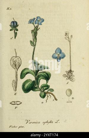 Deutschland, Flora in Abbildungen nach der Natur, Nürnberg, Gedruckt auf Kosten des Verfassers, 1798-[1862], Deutschland, Botanik, Veronica aphylla, eine detaillierte botanische Darstellung von Veronica aphyllA L., auch bekannt als eine Art speedwell. Die Komposition enthält verschiedene Elemente Stockfoto