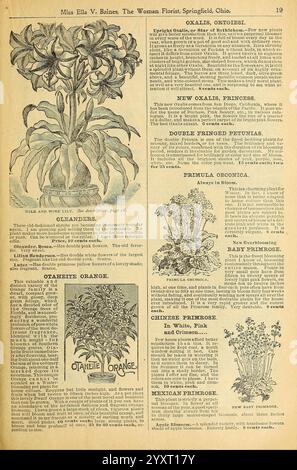 Verschönern Sie Ihre Häuser, Springfield, Ohio, Baines, [1918], Blumen, Rosen, Samen, Kataloge, Zierpflanzen, Blumenzwiebeln, Pflanzen, Handelskataloge, Saatgutindustrie und -Handel, Gartengeschichten, in Blüte zeigt die Seite eine Vielzahl von floralen Illustrationen neben beschreibendem Text. Im Mittelpunkt der Komposition steht eine detaillierte Darstellung einer Blume, wahrscheinlich eines Oleanders, die ihre komplizierten Blätter und Blätter zeigt. Um die Abbildung herum gibt es kurze Artikel, in denen verschiedene Pflanzensorten und Gartentipps hervorgehoben werden, darunter Abschnitte über oxalis-, penstemon- und Kerzenarten. Der Text bietet Einblicke Stockfoto