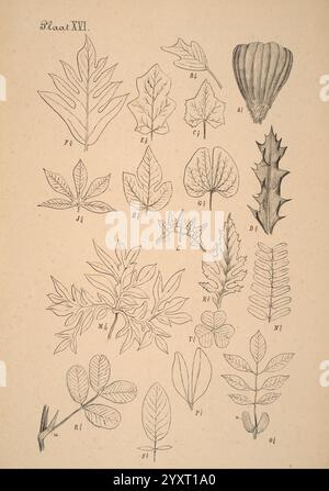 Plantenkunde voor Indie Semarang G. C. T. Van Dorp & Co. 1892 Indonesia Plants zeigt die Illustration eine vielfältige Sammlung botanischer Blattproben, die methodisch auf einem Hintergrund von weichem Farbton angeordnet sind. Jedes Blatt ist zur Identifizierung mit Buchstaben und Zahlen gekennzeichnet, die ihre einzigartigen Formen und Texturen hervorheben. Die Sorte umfasst längliche, gezackte und gelappte Blätter, die verschiedene Arten und ihre besonderen Merkmale widerspiegeln. Die akribische Detaillierung betont die Adern und Kanten jedes Blattes und ist somit eine wertvolle Referenz für botanische Studien oder Klassifizierungen. Stockfoto