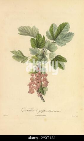 Pomologie francaise, Paris, Langlois et Leclercq, 1846, arbres fruitiers, Field Guides, Frankreich, Obstbäume, Obstkultur, Obst, Identifizierung, Pflanzen, Eine botanische Illustration, die eine Gruppe rosa Johannisbeeren zeigt, die an einem grünen Ast hängen. Die Blätter sind detailreich und lebendig und zeigen ihre gezackten Kanten und strukturierten Oberflächen. Unter der Abbildung ist der Name „Grosseille à Grappes“ elegant eingeprägt, was auf die spezifische Johannisbeersorte hinweist. Die Gesamtkomposition hebt die Schönheit der Pflanze hervor und fängt die zarte Anordnung der Früchte und des Laubs ein. Stockfoto