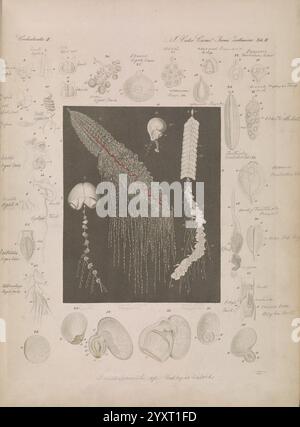 Icones zootomicae, Leipzig, W. Engelmann, 1857, Atlanten, Anatomie, vergleichend, zeigt die Illustration eine detaillierte Untersuchung verschiedener Meeresorganismen und zeigt ein zentrales, langgezogenes Exemplar, das mit komplizierten, fließenden Strukturen verziert ist, die Tentakeln ähneln. Um diese zentrale Figur herum befinden sich kleinere Darstellungen verschiedener Kopffüßer und Quallen, von denen jeder sorgfältig mit Zahlen zur Identifizierung gekennzeichnet ist. Die umliegenden Skizzen zeigen eine Vielzahl von Formen, die die Vielfalt und Komplexität des Lebens unter dem Meer hervorheben, einschließlich einzigartiger anatomischer Merkmale. Die Gesamtzusammensetzung stellt einen dar Stockfoto