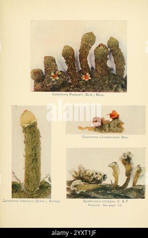 Das Pilzbuch. New York, 1901, Kochen, Pilze, Pilze, Pilze, die Abbildung zeigt eine Sammlung von Pilzproben, die jeweils mit ihren wissenschaftlichen Namen gekennzeichnet sind. Der obere Teil zeigt Calostoma ravenelii mit seiner ausgeprägten, langgezogenen Struktur und lebhaften Färbung, während das angrenzende Exemplar Calostoma cinnabarium ist, das sich durch seine einzigartige Form und Textur auszeichnet. Im Folgenden wird Calostoma lutescens präsentiert, das sich durch seine gelbliche Farbe und sein bauchiges Aussehen auszeichnet. Die Komposition enthält auch Spathularia velutipes, die sich durch ihre zarten, löffelförmigen Kappen auf schmalen Stielen auszeichnen. Stockfoto