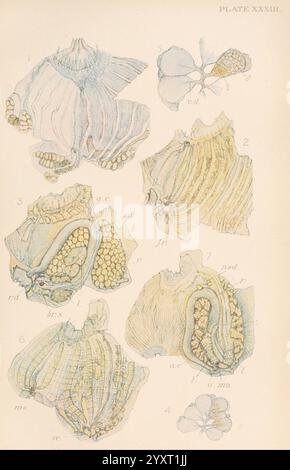 Die Britische Tunicata, London, 1905-12. Sea Squirts, Tunicata, Eine wissenschaftliche Illustration mit einer Reihe detaillierter Darstellungen verschiedener Muschelformationen, beschriftet mit entsprechenden Beschriftungen. Die Schalen variieren in Form und Struktur und zeigen komplizierte innere und äußere Muster. Jede Probe ist als Referenz nummeriert und hebt bestimmte anatomische Merkmale hervor, wie Scharnier, Muskelbefestigungen und Schalenmorphologie. Die zarte Verwendung von Farben erhöht die visuelle Komplexität und gibt Einblicke in die Vielfalt der Meereslebewesen. Das Kunstwerk dient sowohl einer pädagogischen als auch einer ästhetischen Gestaltung Stockfoto