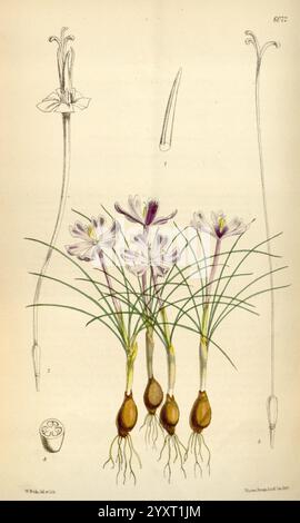Curtis's Botanical Magazine, London, New York, botanische Illustration, Botanik, Zeitschriften, Bildwerke, Pflanzen-Zierwerke, Curtis, Eine botanische Illustration mit einer Gruppe von zarten Blumen mit schlanken grünen Stielen. Die Blüten zeichnen sich durch Blütenblätter aus, die von weichem Lavendel bis weiß reichen, mit einem ausgeprägten gelben Zentrum. Zu den Blüten gehören detaillierte Zeichnungen der Zwiebeln der Pflanze und eine einzelne Blume im Profil, die ihre Anatomie hervorheben. Der Hintergrund ist ein gedämpfter Ton, wodurch die komplizierten Details der Blumen und ihrer Struktur deutlich hervortreten. Die Arbeit Stockfoto
