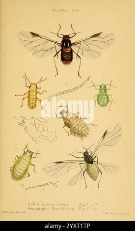 Monografie der britischen Aphiden, London, 1876-83, Blattläuse, Großbritannien, Hemiptera, Insekten, diese Illustration zeigt verschiedene Arten von Blattläusen und ihre Lebensstadien, insbesondere Schizoneura cormi und Pemphigus fuscicornis. Das Bild zeigt detaillierte Darstellungen von erwachsenen Insekten sowie deren Nymphen und anderen Entwicklungsformen. Jede Abbildung ist als Referenz nummeriert und zeigt die einzigartigen Merkmale jeder Stufe, einschließlich Karosseriestruktur und Antennen. Die komplizierten Linien und Schattierungen betonen die anatomischen Merkmale und bieten eine klare Referenz für ento Stockfoto