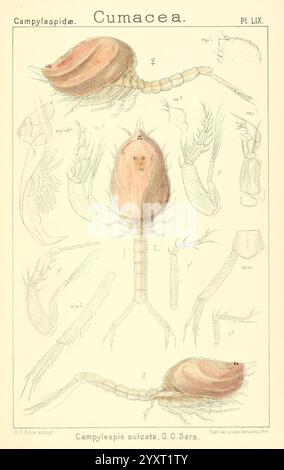 Eine Darstellung der Krustentiere Norwegens, Christiania A. Cammermeyer 1895-1928 Crustacea Norwegische Krustentiere, diese Abbildung zeigt verschiedene detaillierte anatomische Ansichten einer Cumacea, insbesondere Campylaspis sulcatus. Es enthält beschriftete Darstellungen des Organismus aus verschiedenen Perspektiven, die seine charakteristischen Merkmale wie den Cephalothorax, den segmentierten Bauch und die Anhängsel hervorheben. Jeder Teil ist akribisch illustriert, um die Morphologie dieses kleinen Krebstiers zu zeigen und trägt zum Verständnis seiner Struktur und Klassifizierung innerhalb der Campylaspid-Familie bei. Die Diagrammserv Stockfoto