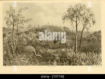 Ootheca Wolleyana London verkauft von R. H. Porter, 1864–1907. Birds Crane Gruscinerea, Eine ruhige Landschaft mit zwei eleganten Kranichen, die anmutig in einem ruhigen Feuchtgebiet stehen. Der erste Kran mit ausgestrecktem Langhals scheint seine Umgebung zu beobachten, während der zweite Kran etwas tiefer liegt und zwischen den üppigen Gräsern zu fressen scheint. Um sie herum sind hohe Schilfe und schlanke Bäume, die einen natürlichen Rahmen schaffen, der die Ruhe der Szene unterstreicht. Im Hintergrund erhebt sich ein dichter Wald, der auf den Reichtum des Ökosystems hinweist. Die Gesamtkomposition erfasst Th Stockfoto