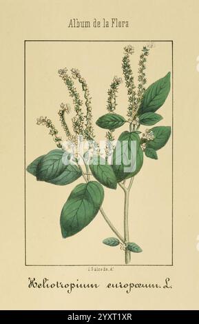 Album de la Flora médico-farmacéutica e Industrial, Indígena y exótica, Madrid, Impr. De la Galería literaria, 1862-64, Botanik, Wirtschaft, Heilpflanzen, Bildwerke, Isalcedo, Eine botanische Illustration mit Heliotropium europaeum L., allgemein bekannt als Europäisches Heliotrope. Die Zeichnung zeigt die charakteristischen, länglichen Blätter der Pflanze und kleine, zarte Blüten. Die Stiele sind schlank und aufrecht und unterstützen die Anordnung von grünem Laub. Dieses Stück ist Teil eines Albums, das sich der Erforschung und Darstellung verschiedener Flora widmet und die Schönheit und Feinheiten der Flora hervorhebt Stockfoto