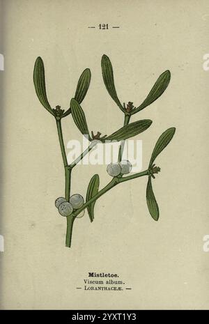 Wegesrand, Wald, Blüten, London, F. warne, 1895, Großbritannien, Wildblumen, Identifizierung, Botanik, Viscum Album, Eine botanische Illustration der Mistel, identifiziert als Viscum Album. Das Bild zeigt mehrere grüne Blätter, die symmetrisch angeordnet sind, mit kleinen, runden, weißen Beeren. Die Blätter sind gestreckt und glatt, während die Beeren glänzend und prall wirken, was die einzigartigen Eigenschaften der Pflanze unterstreicht. Unter der Abbildung sind der Name der Pflanze und ihre Klassifizierung in die Familie Loranthaceae elegant dargestellt. Diese detaillierte Empfehlung Stockfoto