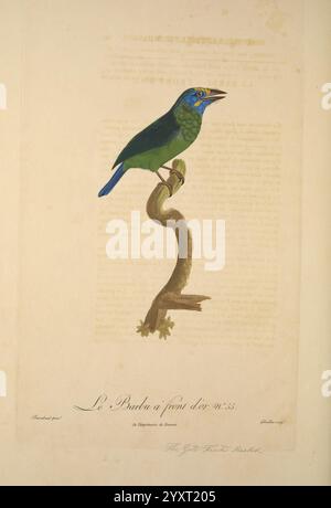 Histoire naturelle des oiseaux de paradis et des rolliers, Paris, Chez Denné le jeune [et] chez Perlet, 1806, Vögel, französische Sprache, Bildwerke, ein wunderschön illustrierter Vogel, der auf einem sich windenden Zweig thront, mit leuchtendem grünem Gefieder und auffälligen blauen Akzenten auf Kopf und Flügeln. Die komplizierten Details zeigen den scharfen Schnabel und die lebendigen Farben des Vogels, während der Hintergrund verblasster Text einen historischen Kontext angibt. Die Gesamtkomposition betont die natürliche Eleganz des Vogels und lädt die Zuschauer ein, seine Schönheit und die Kunstfertigkeit des Illu zu schätzen Stockfoto