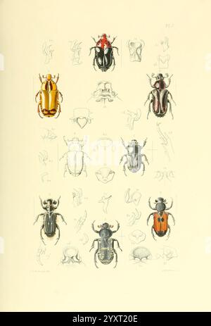 Thesaurus entomologicus Oxoniensis, Oxford, bei der Clarendon Press, 1874. Insekten, Identifizierung, Arthropoda, Entomologie, Klassifizierung, Arthropoden, diese Abbildung zeigt eine Vielzahl von Käfern, angeordnet in einem geordneten Raster. Jedes Exemplar wird mit wissenschaftlicher Präzision präsentiert, wobei verschiedene Arten durch detaillierte Zeichnungen hervorgehoben werden. Im oberen Bereich befindet sich ein leuchtender Rot- und Gelbkäfer, während unten verschiedene Schwarz- und Brauntöne einen Einblick in die Vielfalt dieser Insektengruppe bieten. Um diese zentralen Figuren herum befinden sich zusätzliche Skizzen, die anatomische Merkmale und den Kopf darstellen Stockfoto