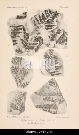 Katalog der mesozoischen Pflanzen im Department of Geology, British Museum (Natural History). London, Treuhänder der B.. M, 1894-1915, Kataloge, Department of Geology, England, London, Mesozoikum, Paläobotanik, Gertrude Mary Woodward, Frauen in der Wissenschaft, Gertrude Mary Woodward, diese Illustration zeigt eine Sammlung fossiler Farne, die insbesondere Exemplare aus der Wealden-Zeit hervorhebt. Jedes Exemplar ist akribisch gezeichnet, um die komplizierten Details der Wedel und Blattstrukturen hervorzuheben und die vielfältigen Eigenschaften von Farnen wie Sphenopteris, Cladophlebis und Naushon zu verdeutlichen Stockfoto