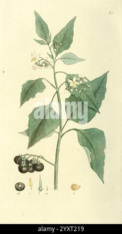 Svensk botanik Stockholm, Tryckt hos C. Delén, 1802-[1843], Plants, Sweden, the New York Botanical Garden, malerische Werke, eine Illustration, die eine Solanum-Pflanze darstellt und ihre markanten Merkmale zeigt. Die Pflanze zeichnet sich durch ihre breiten, strukturierten Blätter und zarten Blüten mit fünf weißen Blüten aus, die sich in der Nähe der Spitze befinden. Unter den Blüten befinden sich kleine, dunkle Früchte, die an Miniaturtomaten erinnern, was das Potenzial der Pflanze zur Gewinnung von essbaren Produkten unterstreicht. Begleitet werden die Pflanze durch verschiedene botanische Teile, einschließlich Samen und eine anatomische Zeichnung der Blütenstruktur, Hi Stockfoto