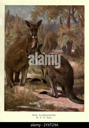 Die wilden Tiere der Welt, London, [1909?], Känguru, Zoologie, Tierverhalten Macropus rufus, die Szene zeigt zwei rote Kängurus in einer natürlichen Umgebung und zeigt ihre ikonischen Merkmale. Ein Känguru steht aufrecht, während das andere leicht gehockt ist, wodurch eine dynamische Komposition entsteht. Um sie herum gibt es eine üppige Landschaft mit hohen Gräsern und verstreuten Bäumen, die auf eine australische Umgebung hinweisen. Die warmen Töne der Kängurus stehen wunderschön im Kontrast zum Grün, was ihre bemerkenswerte Anpassung an diesen Lebensraum veranschaulicht. Das Kunstwerk fängt das Wesen dieser majestätischen Kreaturen ein Stockfoto