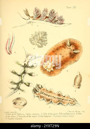 Populäre Geschichte Aquarium Marine Süßwassertiere Pflanzen London Lovell Reeve 1857 Geschichte Meeresbiologie Mollusken Aquarien Süßwasserbiologie Wälder Loch Eolis Coronata Doris Flammea Eolis Despecta Eumenis Marmorata, Eine Sammlung von Meeresorganismen in einem illustrativen Format. Das Arrangement umfasst verschiedene Formen des Unterwasserlebens Stockfoto