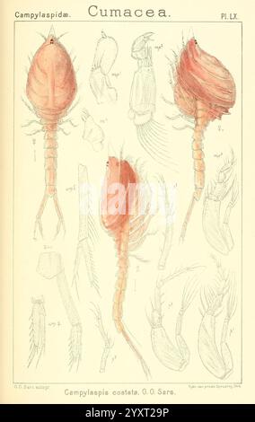 Ein Bericht über die Krustentiere von Norwegen, Christiania, A. Cammermeyer, 1895-1928, Krustentiere, Norwegen, Krebstiere, diese Illustration zeigt detaillierte wissenschaftliche Darstellungen verschiedener Arten innerhalb der Cumacea-Ordnung, insbesondere die Campylaspida-Familie. Das Kunstwerk zeigt mehrere Figuren von Campylaspis costata, begleitet von verschiedenen anatomischen Merkmalen, einschließlich der Körperstruktur, Anhängsel und Unterscheidungsmerkmale der Art. Jedes Element ist sorgfältig mit Referenznummern versehen, um die Komplexität und Vielfalt dieser kleinen shri zu veranschaulichen Stockfoto