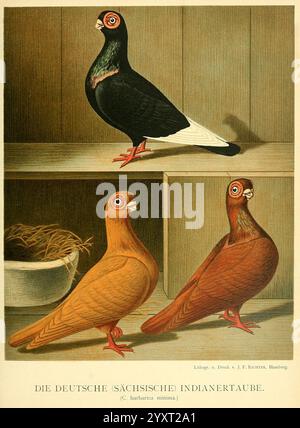 Illustrated, Mustertauben-Buch, Hamburg, Druck und Verlag von J.F. Richter, [1884-1886], Tauben, Anatomie, Variation, das Bild zeigt drei verschiedene Taubenarten, die ihr einzigartiges Gefieder und ihre Eigenschaften hervorheben. Der obere Vogel hat einen auffälligen schwarzen Körper mit einem weißen Schwanz, der ein poliertes und elegantes Aussehen verleiht. Unten links befindet sich eine Taube mit einem warmen, goldbraunen Farbton, die eine glatte und satte Färbung aufweist. Auf der rechten Seite sorgt ein rötlich-brauner Vogel für Abwechslung, dessen leuchtende Federn durch einen dezenten Glanz ergänzt werden. Jeder Vogel besitzt Profis Stockfoto