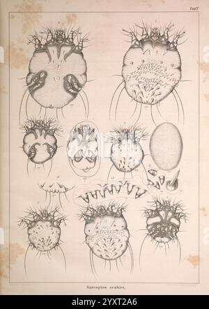 Die, Krätzmilben, der, Menschen, und, Tiere. Leipzig, Engelmann, 1861, Milben, die Illustration zeigt eine detaillierte Studie von *Sarcoptes scabiei*, allgemein bekannt als die Krätze-Milbe. Verschiedene Ansichten und Vergrößerungen der Milbe sind dargestellt, die ihre charakteristische Morphologie zeigen. Der obere Abschnitt hebt die dorsale Ansicht hervor und zeigt die Körperstruktur der Milbe und die charakteristischen Wirbelsäulen. Die nachfolgenden Bilder zeigen verschiedene Winkel, einschließlich ventraler Ansichten und Lebensstadien, sowie Beschriftungen, die auf bestimmte anatomische Merkmale hinweisen können. Die komplizierten Details unterstreichen die Bedeutung Stockfoto