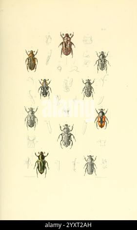 Thesaurus Entomologicus Oxoniensis Oxford auf der Clarendon Press 1874 Insektenidentifikation Arthropoda Entomologie Klassifizierung Arthropoden zeigt die Illustration eine Sammlung verschiedener Käferarten, die eine Reihe unterschiedlicher Farben und Muster zeigen. Jeder Käfer wird in einer detaillierten, aufrechten Position dargestellt, sodass er eine klare Sicht auf seine einzigartigen Merkmale wie Körperform, Antennen und Beinstruktur hat. Um die mittleren Käfer herum befinden sich kleinere Skizzen, die zusätzliche anatomische Aspekte wie Flügelbezüge, Unterkiefer und andere identifizierende Merkmale beschreiben. Das Arrangement betont Stockfoto